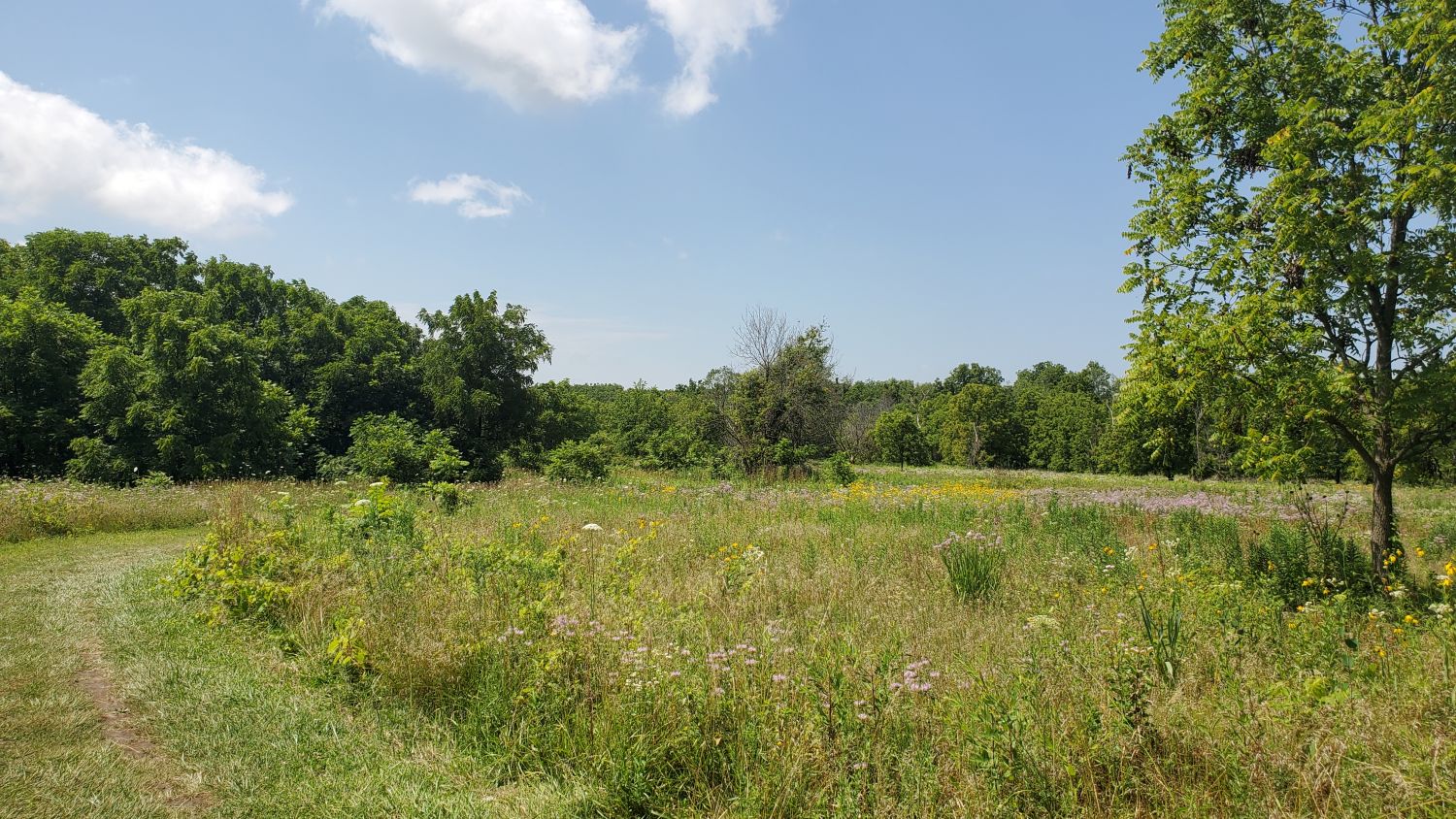 McDowell Grove Forest Preserve 